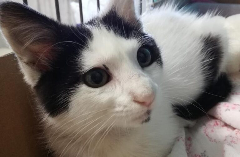 multimedia-foto58574-235-1