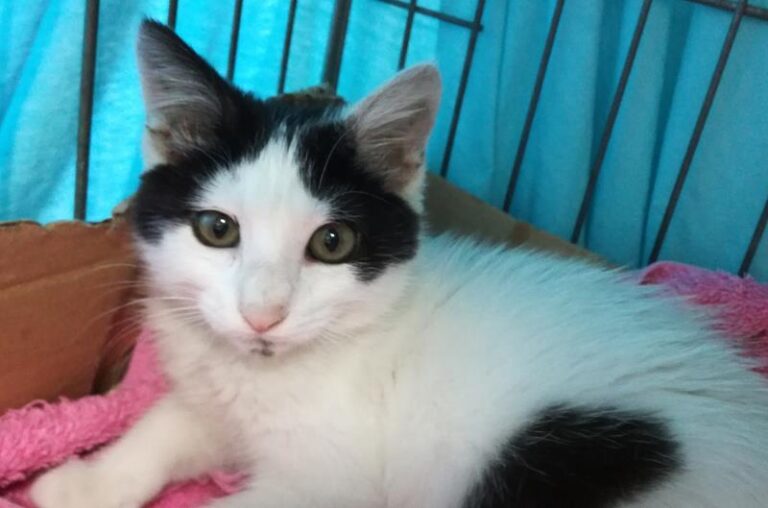 multimedia-foto58576-236-1