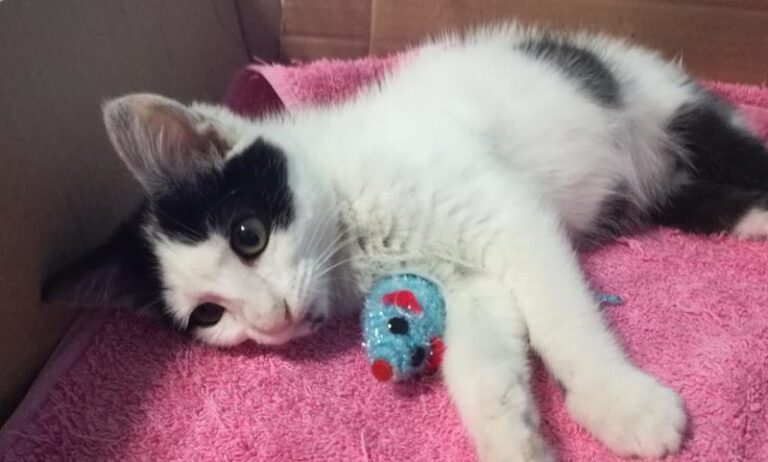 multimedia-foto58577-236-1