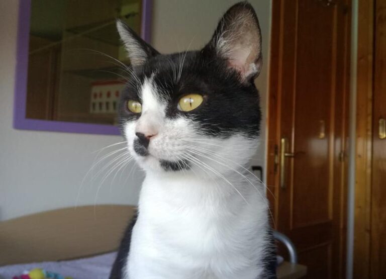 multimedia-foto58589-606-1