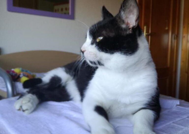 multimedia-foto58590-606-1