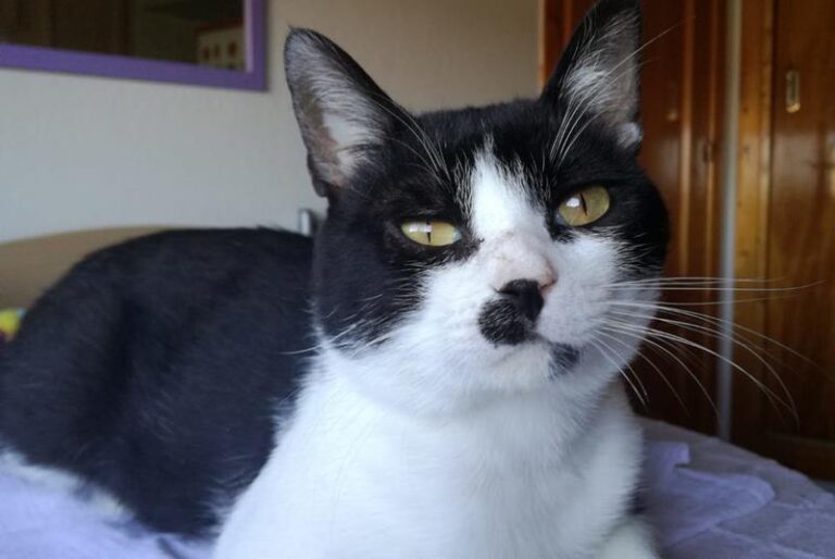 multimedia-foto58592-606-1