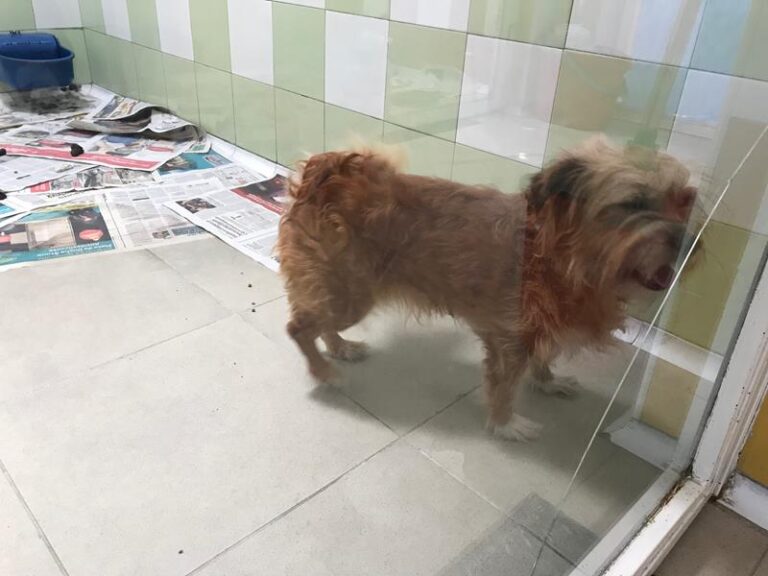 multimedia-foto58602-466-1