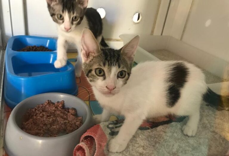 multimedia-foto58644-211-1