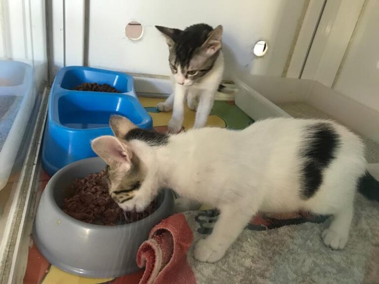 multimedia-foto58645-211-1