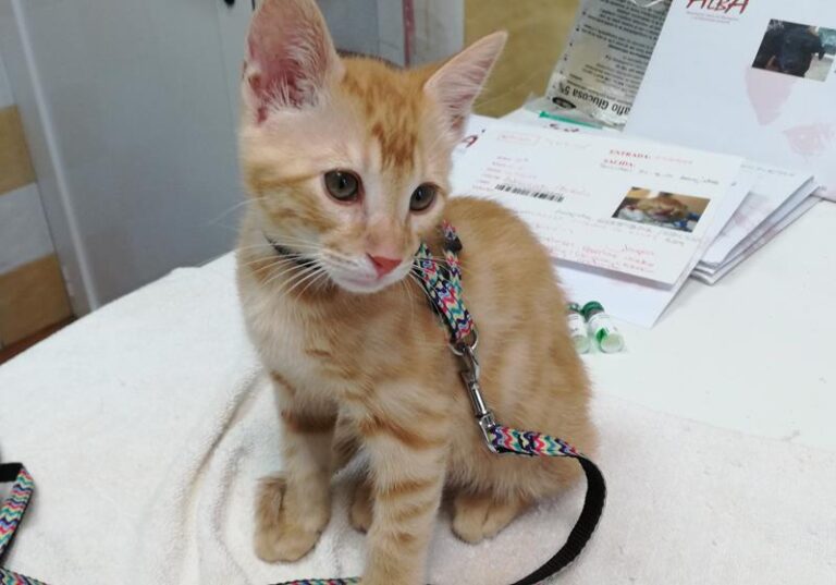 multimedia-foto58658-88-1