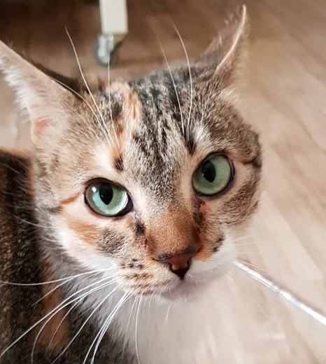 multimedia-foto58662-211-1