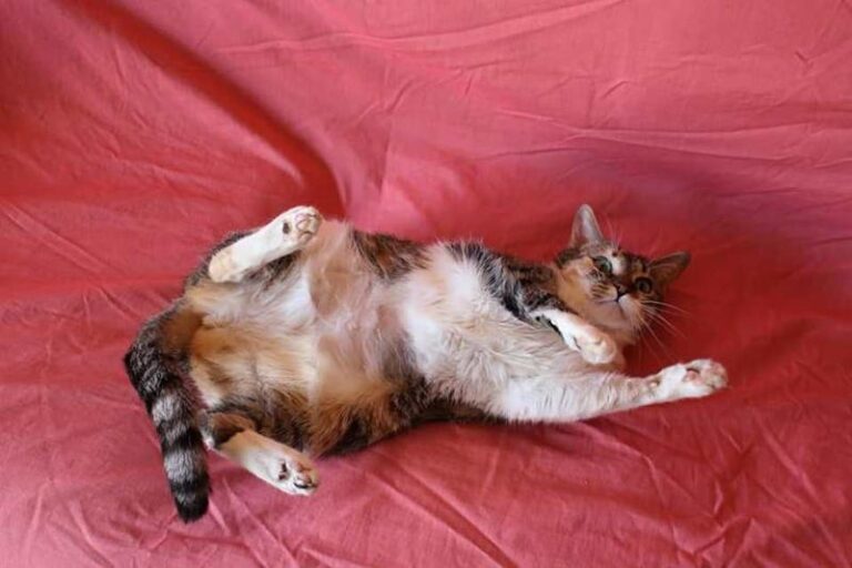 multimedia-foto58663-211-1