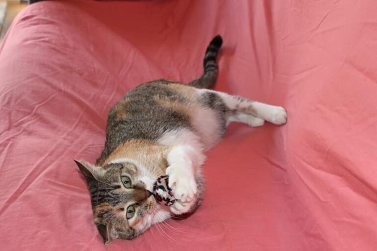 multimedia-foto58664-211-1