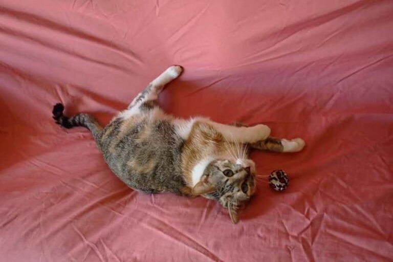 multimedia-foto58665-211-1