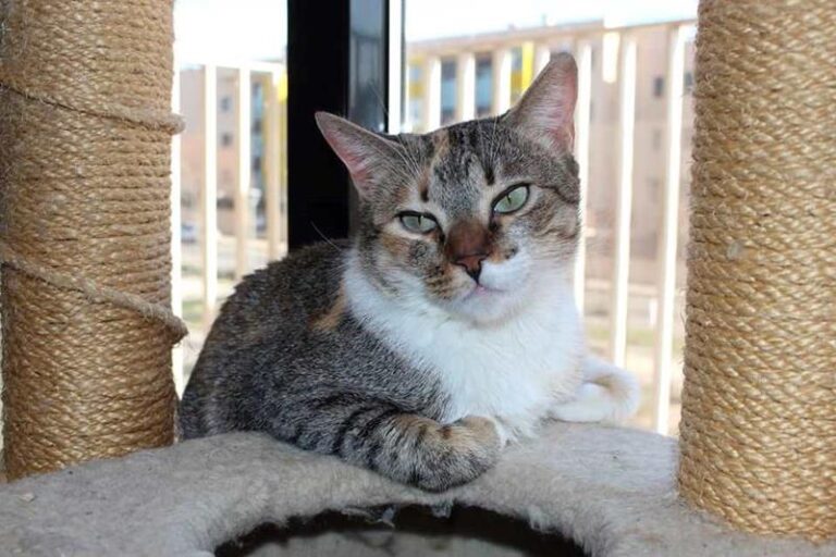 multimedia-foto58666-211-1