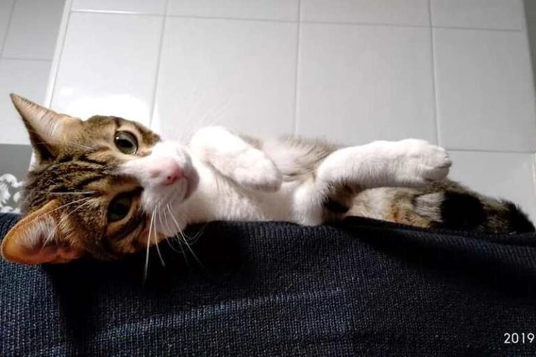 multimedia-foto58690-163-1