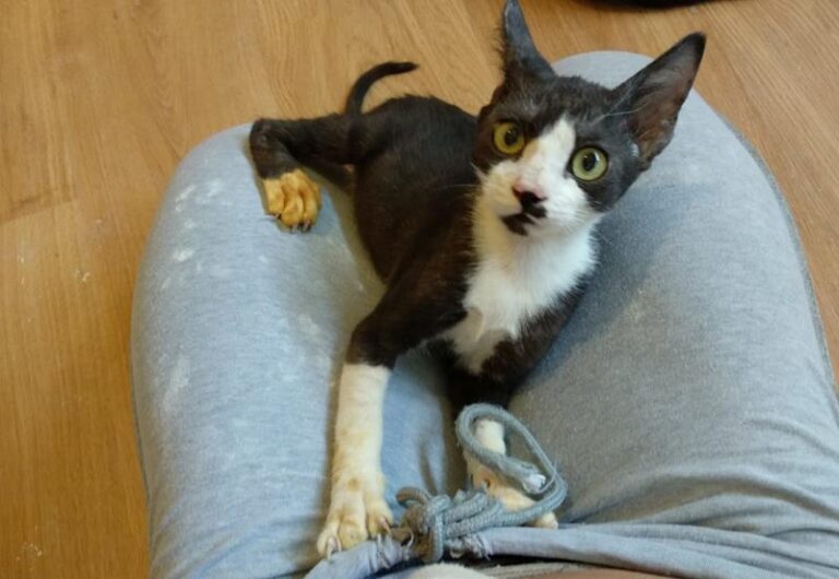 multimedia-foto58703-251-1