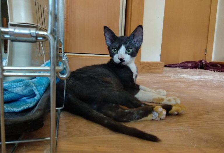 multimedia-foto58704-251-1