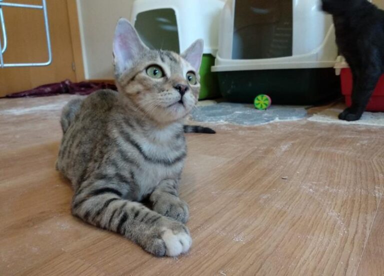 multimedia-foto58706-319-1