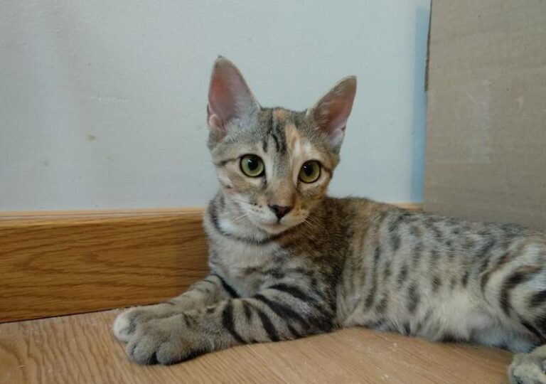 multimedia-foto58707-319-1