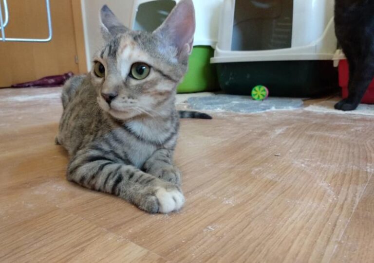 multimedia-foto58708-319-1