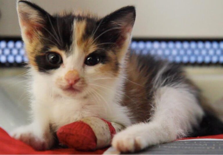 multimedia-foto58732-839-1