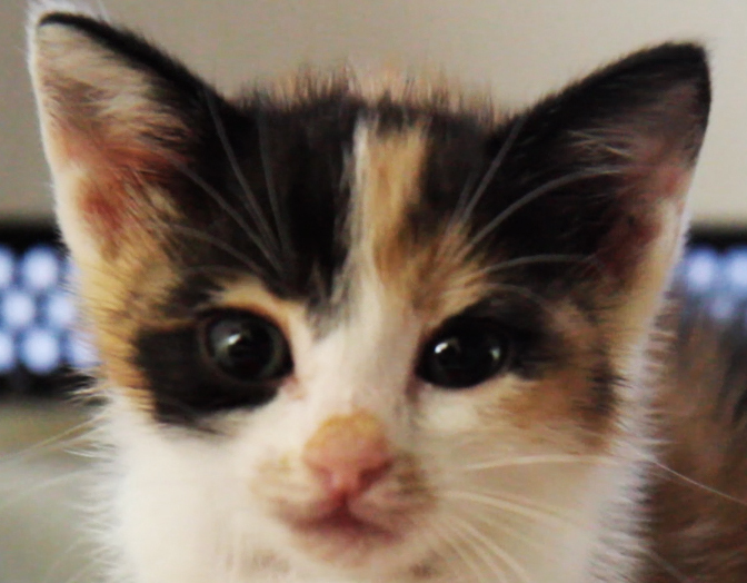 multimedia-foto58733-839-1