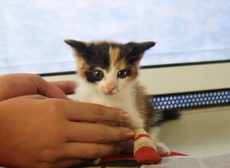 multimedia-foto58734-839-1