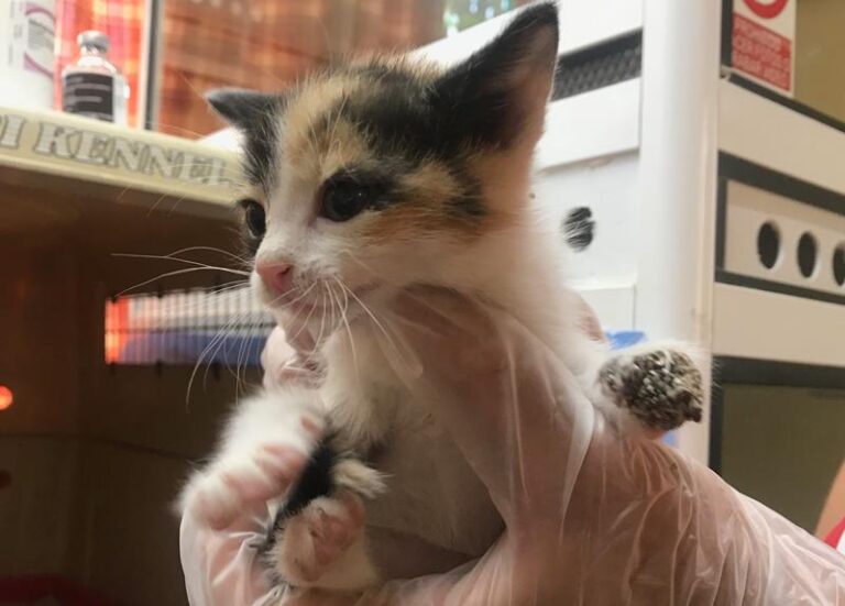 multimedia-foto58735-300-1