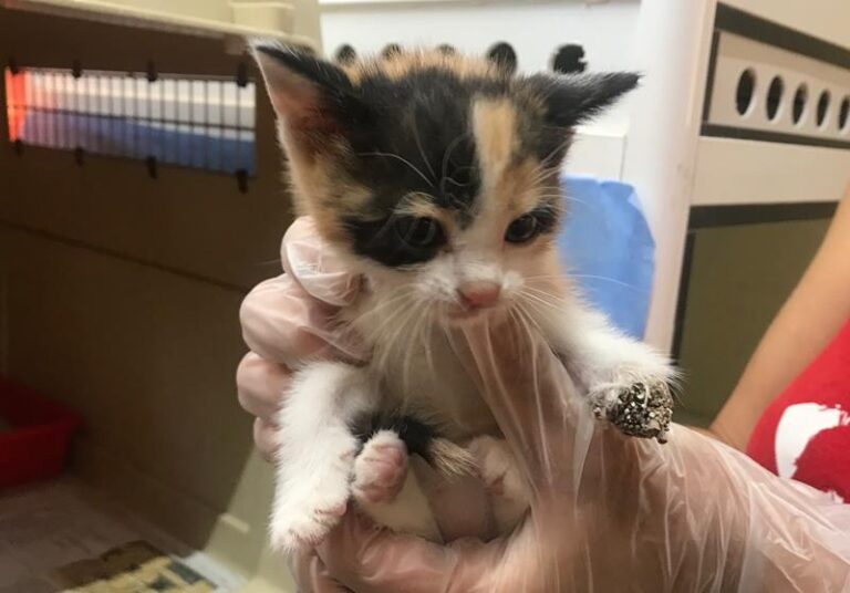 multimedia-foto58736-300-1