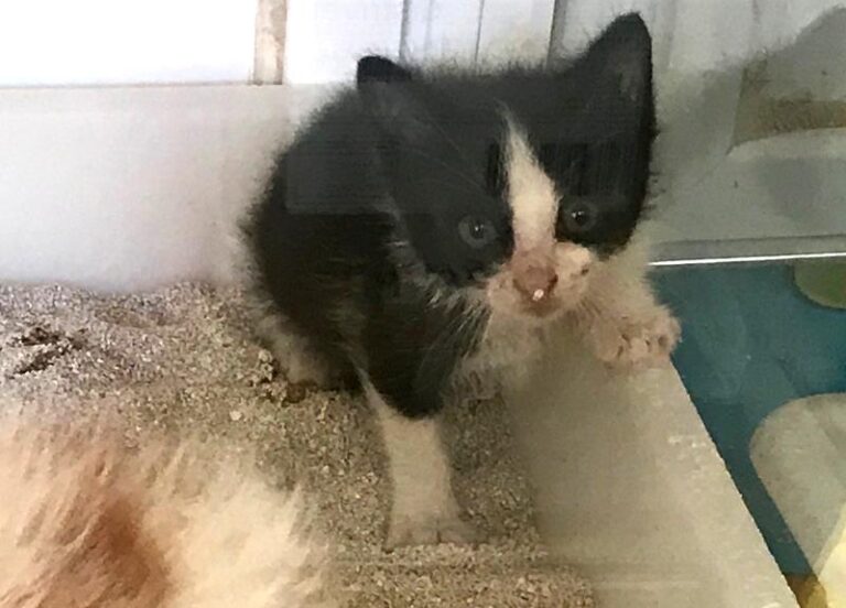 multimedia-foto58804-498-1