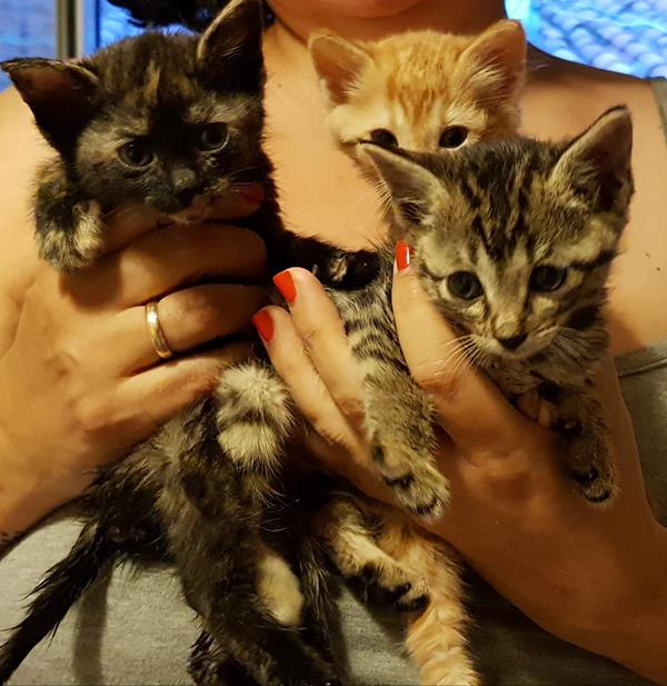 multimedia-foto58866-567-1