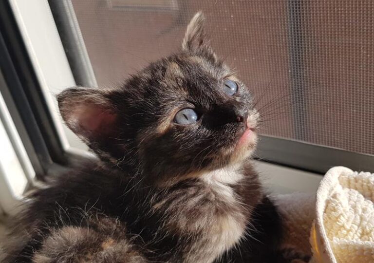 multimedia-foto58870-568-1