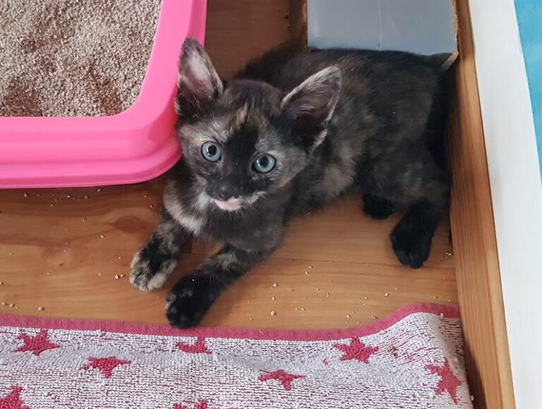 multimedia-foto58890-475-1