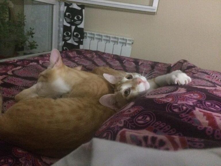 multimedia-foto59018-431-1