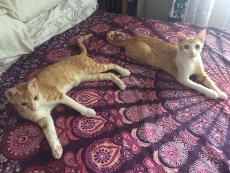 multimedia-foto59022-477-1