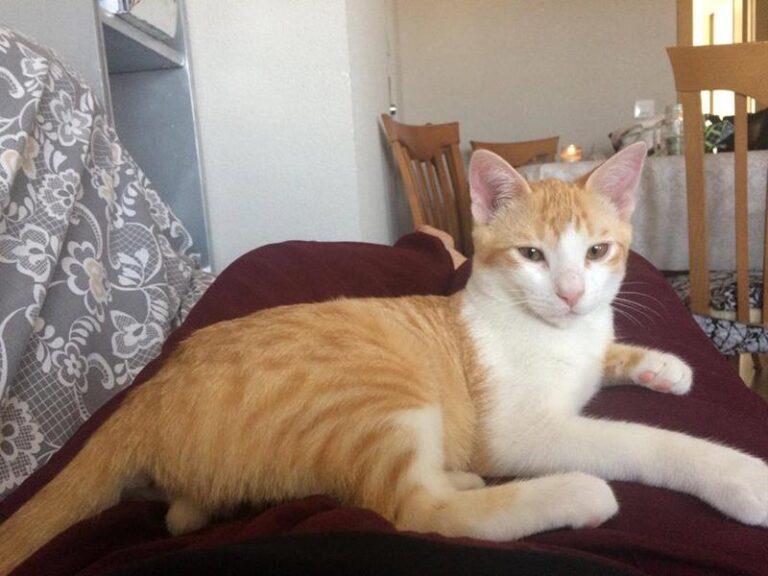 multimedia-foto59025-478-1