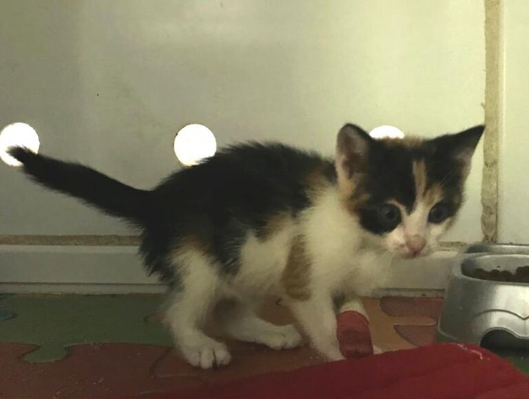 multimedia-foto59030-3-1