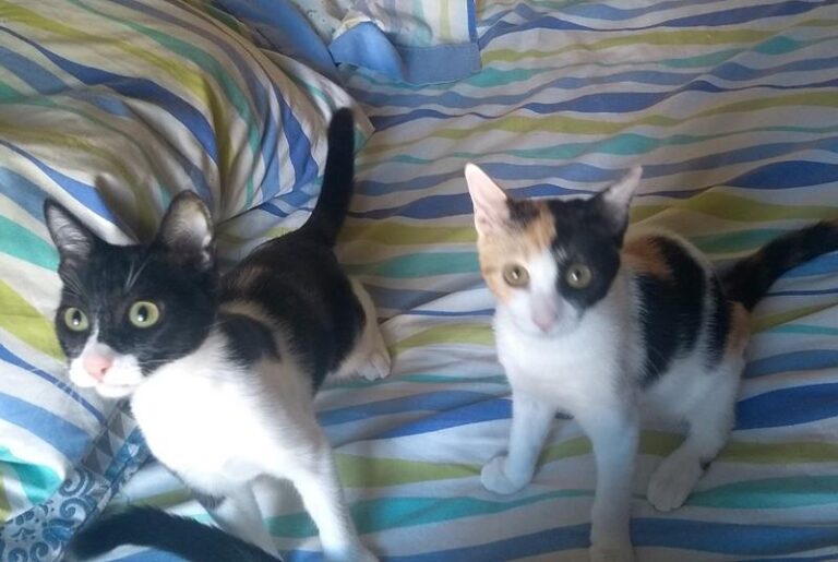 multimedia-foto59034-206-1