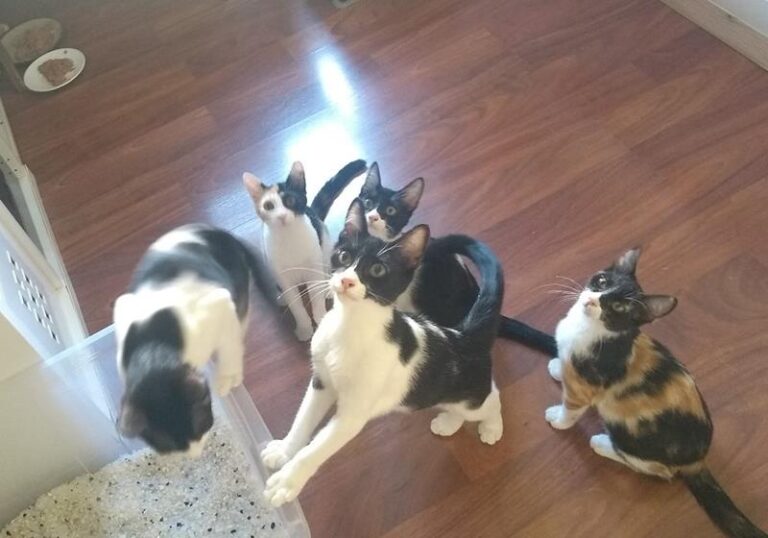 multimedia-foto59036-207-1