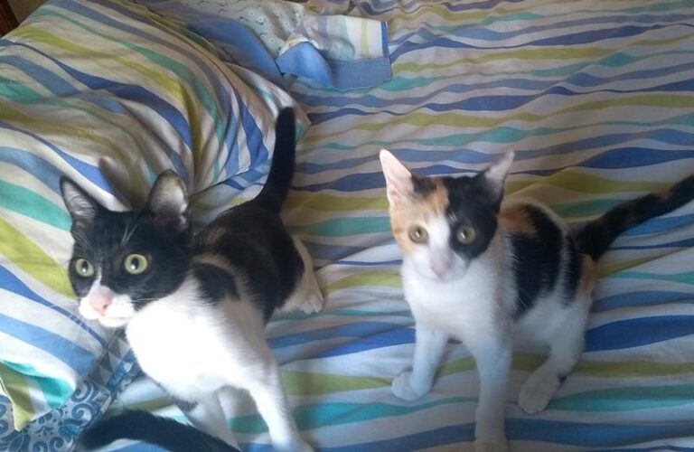 multimedia-foto59038-207-1