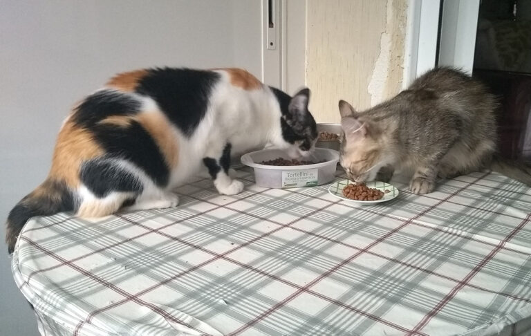 multimedia-foto59077-59-1