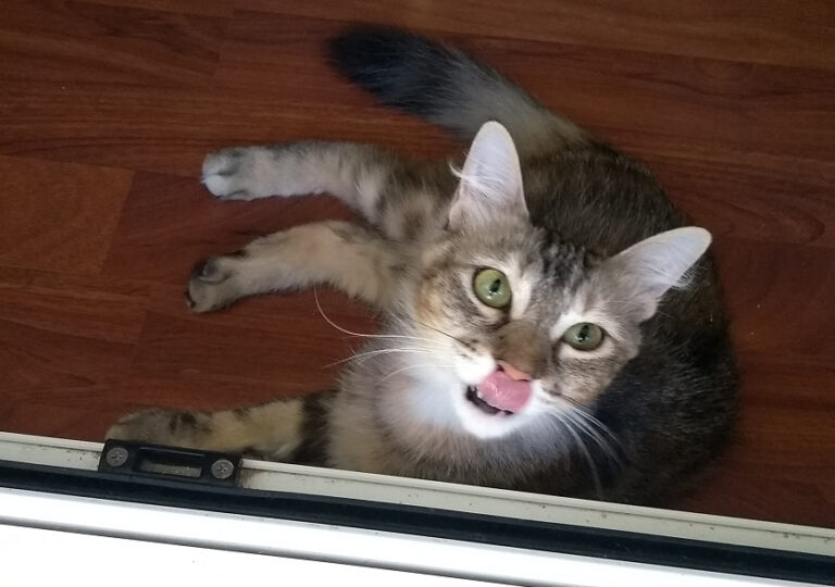 multimedia-foto59082-60-1