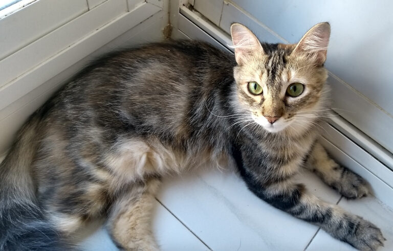 multimedia-foto59083-60-1