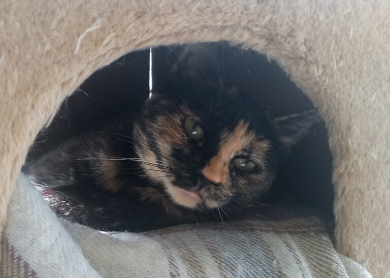 multimedia-foto59090-393-1