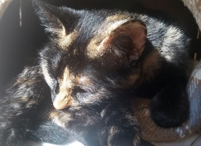 multimedia-foto59091-393-1