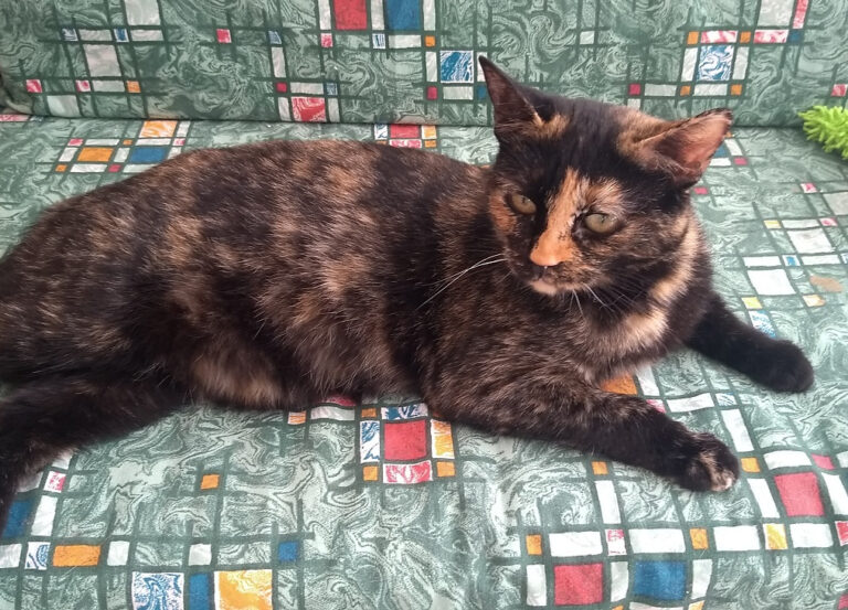 multimedia-foto59092-393-1