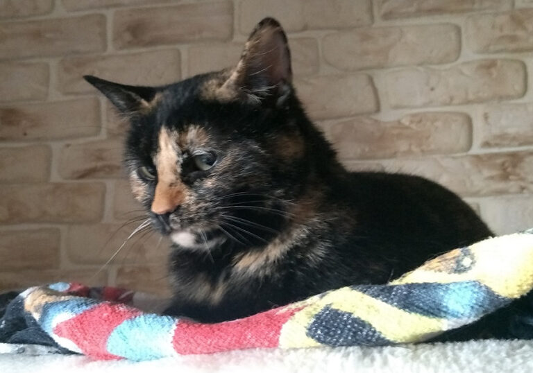 multimedia-foto59094-394-1