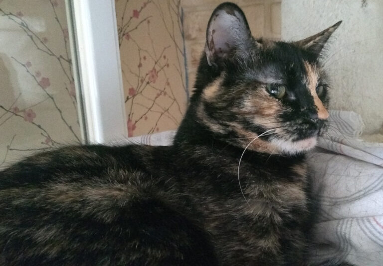 multimedia-foto59096-394-1