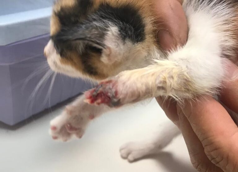 multimedia-foto59099-417-1