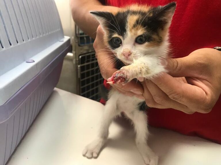 multimedia-foto59100-417-1