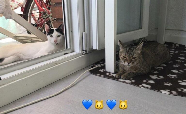 multimedia-foto59124-956-1