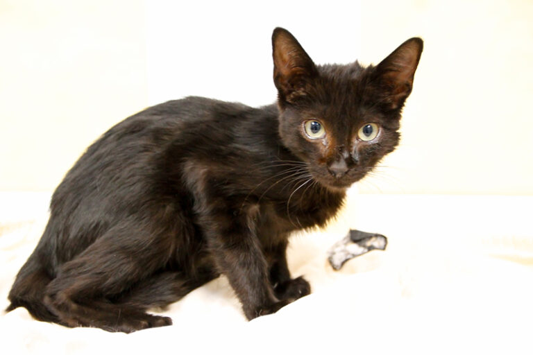 multimedia-foto59127-101-1