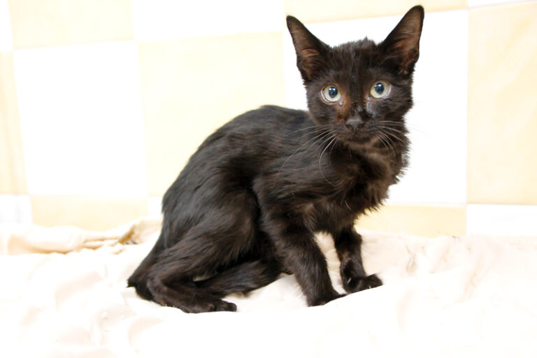 multimedia-foto59128-101-1